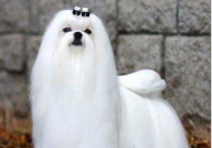 马尔济斯犬太难养了,挑战与爱的双重考验