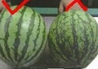 吃瓜的网蛋仔,揭秘网络“吃瓜群众”背后的真实故事