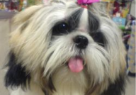 西施犬,古韵今风，温婉可爱的东方宠物传奇